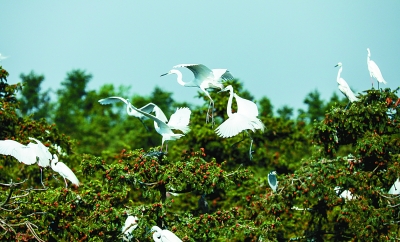 国家森林:保护森林资源的有效模式