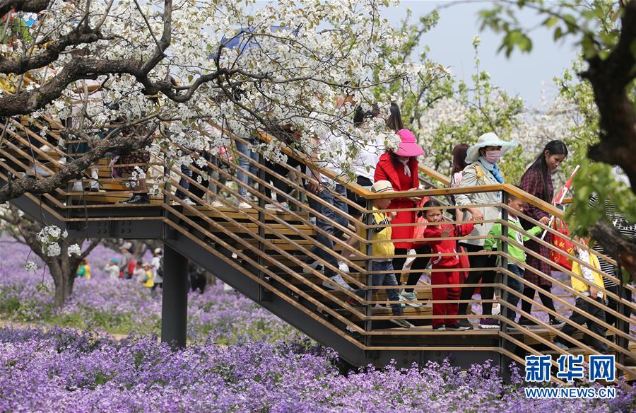 #（社会）（3）江苏宿迁：“梨兰会”引客来