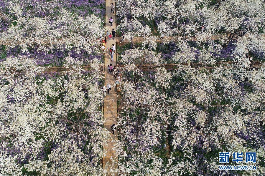 #（社会）（4）江苏宿迁：“梨兰会”引客来