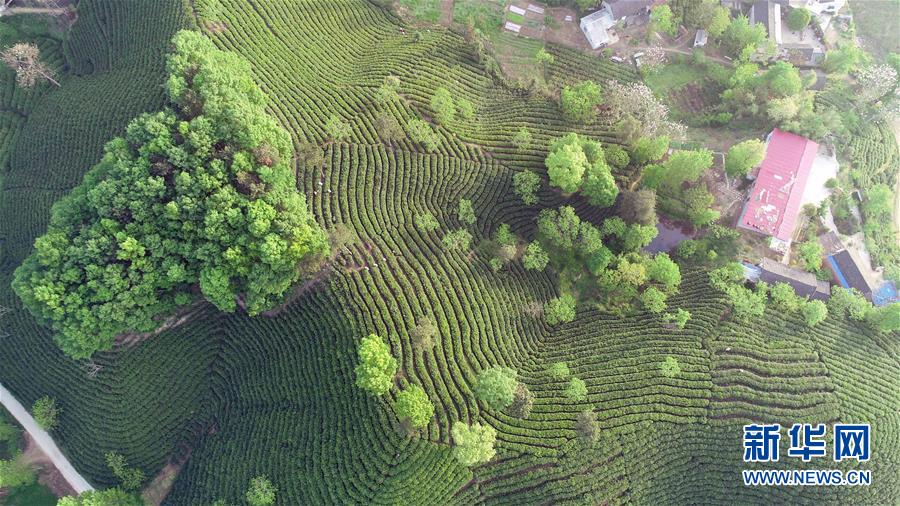 （春季美丽生态）（1）河南信阳：茶山春色
