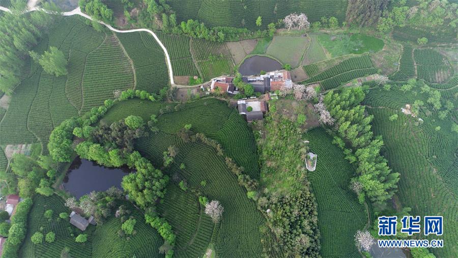 （春季美丽生态）（3）河南信阳：茶山春色